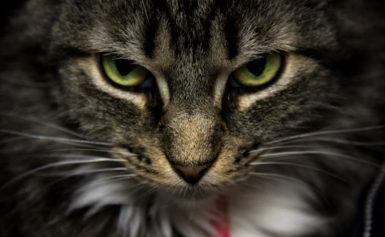 angry kitty 2.jpg